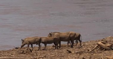 Warthogs, phacochoerus aethiopicus, Yetişkin ve Youngs Nehri, Kenya, gerçek zamanlı 4k Samburu Park yakınında