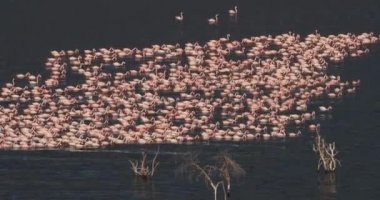 Küçük flamingolar, phoenicopterus minor, Kenya, gerçek zamanlı 4k Bogoria Gölündeki koloni