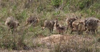 Devekuşları, struthio camelus, Savannah, Kenya, gerçek zamanlı 4 k Nairobi milli parkta yürürken Chicks