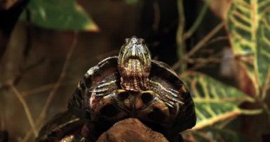Kırmızı kulaklı Terrapin, trachemys scripta elegans, gerçek zamanlı 4k