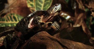 Kırmızı kulaklı Terrapin, trachemys scripta elegans, gerçek zamanlı 4k