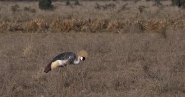 Gri taç Crane, balearica regulorum, Kenya, gerçek zamanlı 4k Nairobi Park'ta Yetişkin