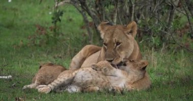Afrika aslanı, savana ile yürüyüş erkek