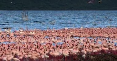 Küçük flamingolar, phoenicopterus minor, Kenya, gerçek zamanlı 4k Bogoria Gölündeki koloni