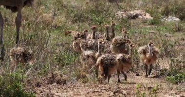 Ostrichs, struthio camelus, Savannah, Kenya, gerçek zamanlı 4 k Nairobi milli parkta yürürken Chicks