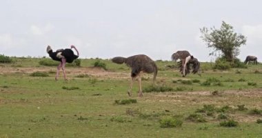 Ostrichs, Struthio camelus, erkek ve kadın, çiftleşme, Masai Mara Park Kenya, gerçek zamanlı 4 k önce görüntüleme Kur