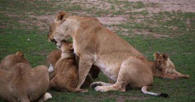 Afrika aslanı, savana ile yürüyüş erkek