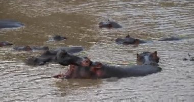 Su aygırı, su aygırı amphibius, nehir, Kenya, gerçek zamanlı Masai Mara parkında duran 4 k grup