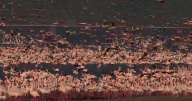 Uçuşta, Kenya, gerçek zamanlı 4 k görüntüleri Bogoria Gölündeki koloni küçük flamingolar, phoenicopterus minor, Grup