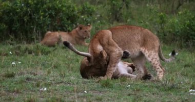 Afrika aslanı, savana ile yürüyüş erkek