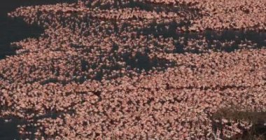 Küçük flamingolar, phoenicopterus minor, Kenya, gerçek zamanlı 4k Bogoria Gölündeki koloni