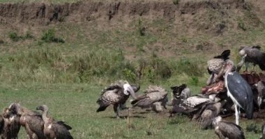 Afrikalı beyaz akbabalar, yedeklenen gyps africanus, Ruppell'ın akbabalar, gyps rueppelli, karkas, Masai Mara Park Kenya, gerçek zamanlı 4 k görüntüleri üzerinde yemek grubu