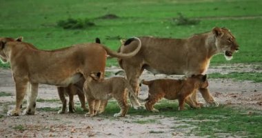 Afrika aslanı, savana ile yürüyüş erkek