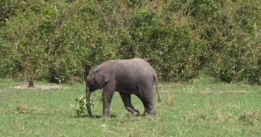 Afrika fili, loxodonta africana, bir şube, Masai Mara Park Kenya, gerçek zamanlı 4 k ile oynarken buzağı