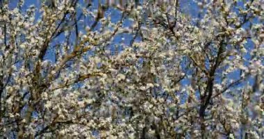 Çiçekler, Normandiya, gerçek zamanlı 4k elma ağacının dalını