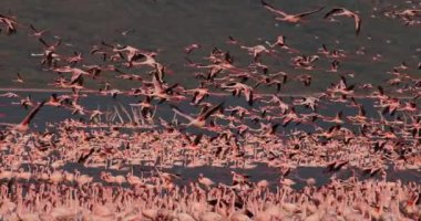 Uçuşta, su, Kenya, yavaş hareket 4 k görüntüleri Bogoria Gölündeki koloni kalktıktan küçük flamingolar, phoenicopterus minor, Grup