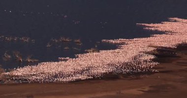 Küçük flamingolar, phoenicopterus minor, Kenya, gerçek zamanlı 4k Bogoria Gölündeki koloni