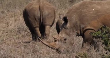 Beyaz Gergedan, ceratotherium simum, erkek, anne ve yavrusu, Nairobi Park Kenya, gerçek zamanlı 4k