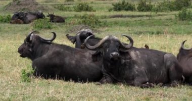 Afrika Buffalos, syncerus caffer, dinlenme, Masai Mara Park Kenya, gerçek zamanlı 4 k grup