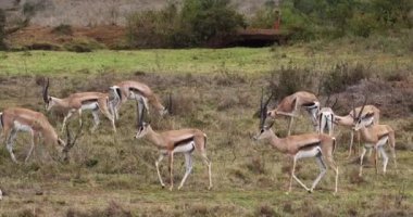 Grant'ın ceylan, gazella granti, Nairobi Park Kenya, gerçek zamanlı 4 k grup