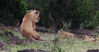 Afrika aslanı, savana ile yürüyüş erkek