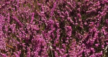 Çiçek açan Heather Normandy, Fransa, gerçek zamanlı 4k