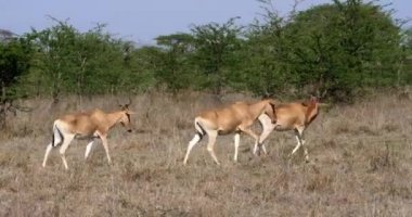 Hartebeests, alcelaphus buselaphus, savana, Masai Mara Park, Kenya, gerçek zamanlı 4 k ayakta sürüsü