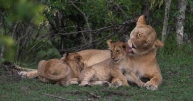 Afrika aslanı, savana ile yürüyüş erkek