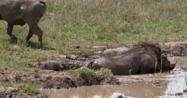 Warthogs, phacochoerus aethiopicus, çamur banyosu, Nairobi Park Kenya, gerçek zamanlı 4 k sahip çift