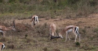 Grant'ın ceylan, gazella granti, dövüş, Nairobi Park Kenya, gerçek zamanlı 4 k erkek