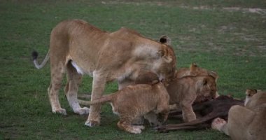 Afrika aslanları, panthera leo, gruplandırmak öldür, bir Wildebest, Masai Mara Park Kenya, gerçek zamanlı 4k ile