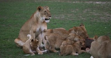 Afrika aslanları, panthera leo, gruplandırmak öldür, bir Wildebest, Masai Mara Park Kenya, gerçek zamanlı 4k ile