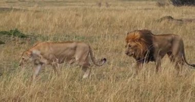 Afrika aslanı, savana ile yürüyüş erkek