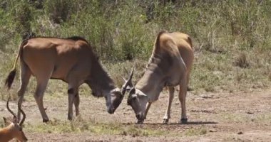 Cape Eland, taurotragus oryx, erkekler mücadele, Kenya Nairobi Park, Masai Mara Park Kenya, gerçek zamanlı 4k