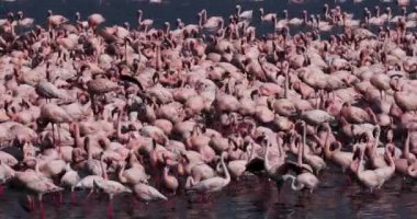 Küçük flamingolar, phoenicopterus minor, Kenya, gerçek zamanlı 4k Bogoria Gölündeki koloni