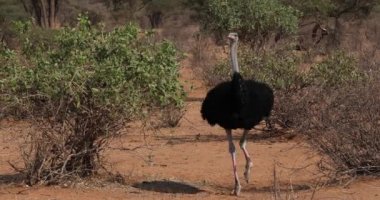 Somali devekuşu, Struthio camelus molybdophanes, Bush, Kenya, gerçek zamanlı 4 k Samburu parkta yürürken erkek