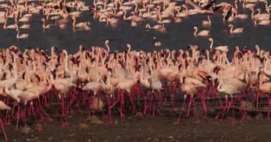 Küçük flamingolar, phoenicopterus minor, Kenya, gerçek zamanlı 4k Bogoria Gölündeki koloni