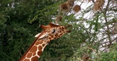Zürafa, zürafa zürafa reticulata, reticulated yetişkin yaprakları, Samburu park Kenya, gerçek zamanlı 4 k yemek