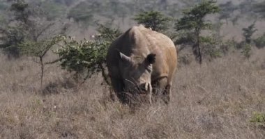 Beyaz Gergedan, ceratotherium simum, yürüme, Nairobi Park Kenya, gerçek zamanlı 4 k erkek