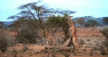 Gerenuk veya Waller'ın ceylan, litocranius walleri, Hind ayakları, yeme Acacias'ın kadın ayakta bırakır, Kenya, gerçek zamanlı 4k Samburu Park