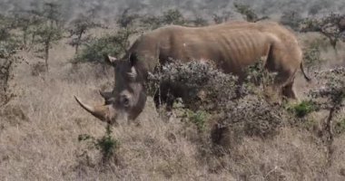 Beyaz Gergedan, ceratotherium simum, ' erkek yürüme, Nairobi Park Kenya, gerçek zamanlı 4 k