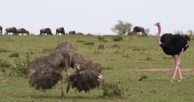 Ostrichs, Struthio camelus, erkek ve kadın, çiftleşme, Masai Mara Park Kenya, gerçek zamanlı 4 k önce görüntüleme Kur