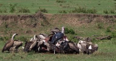 Afrikalı beyaz akbabalar, yedeklenen gyps africanus, Ruppell'ın akbabalar, gyps rueppelli, karkas, Masai Mara Park Kenya, gerçek zamanlı 4 k görüntüleri üzerinde yemek grubu