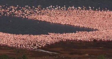 Küçük flamingolar, phoenicopterus minor, Kenya, gerçek zamanlı 4k Bogoria Gölündeki koloni