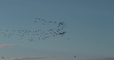 Uçuşta, Kenya, yavaş hareket 4 k Bogoria Gölündeki koloni küçük flamingolar, phoenicopterus minor, Grup