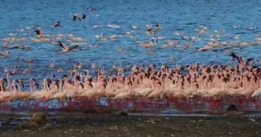 Uçuşta, Kenya, gerçek zamanlı 4 k görüntüleri Bogoria Gölündeki koloni küçük flamingolar, phoenicopterus minor, Grup