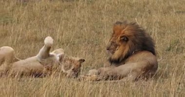 Afrika aslanı, savana ile yürüyüş erkek