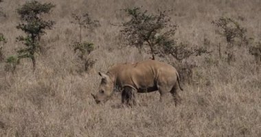 Beyaz Gergedan, ceratotherium simum, bir ağaç, Nairobi Park Kenya, gerçek zamanlı 4 k üzerinde tırmalamak buzağı
