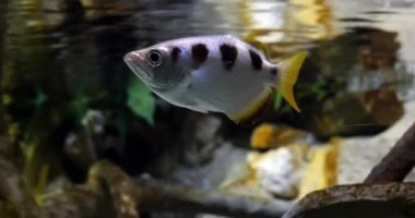 Okçu balık, toxotes jaculatrix, gerçek zamanlı 4k