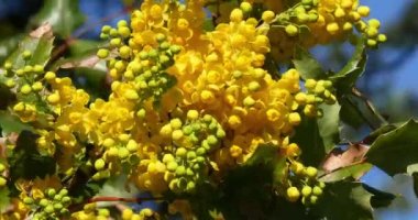 Bloom, mahonia sp., Normandy, gerçek zamanlı 4k için bir bahçede Hollyleaved kızamık